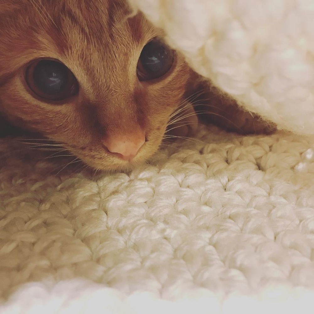 Meet your Posher, Meghan